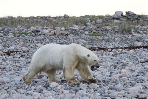 Ursus Maritimus Do Urso Polar Que Anda Ao Longo De Uma Linha Costeira