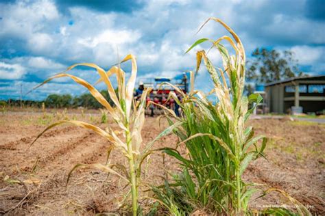 Agro Bv Maior Feira Da Agricultura De Rr Ocorre De A De Julho