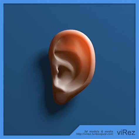 Human Ear 3d Model 19 3ds Max Fbx Free3d