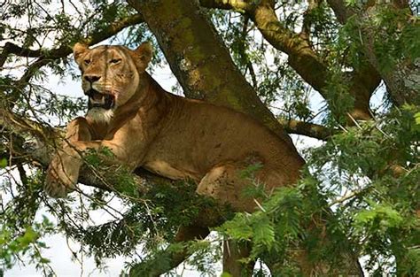 Tree Climbing Lioness In The Ishasha Sector Of The Queen Elizabeth