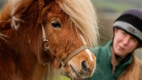 Rescued Shetland Pony Who Was Abused And Graffitied On By Cruel Owners