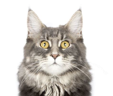 Maine Coon Cat S Portrait Stock Photo Image Of Domestic