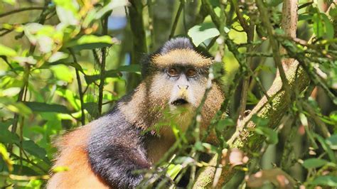 Golden Monkeys Mgahinga Gorilla National Park Uganda Youtube