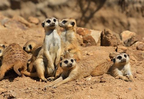 Meerkat Facts - Animal Facts Encyclopedia