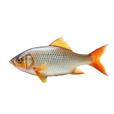 Fish Transparent PNGs for Free Download