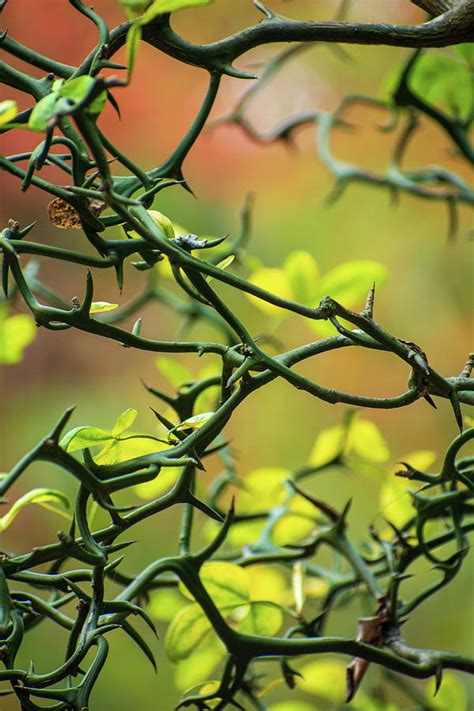 Thorn Bush Photograph by Mary Ann Artz - Fine Art America