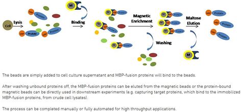 Amylose (MBP-tag affinity) Magnetic Beads - Advanced BioChemicals