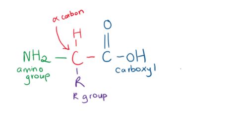 Amino Acids And Proteins Flashcards Quizlet