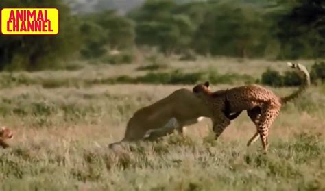 “fateful Encounter Cheetahs Life Cut Short In A Struggle With A Horned Antelope” Boxing Today