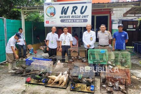 Penyelundupan Ratusan Reptil Dalam Koper Digagalkan Di Jatim Ada Satwa