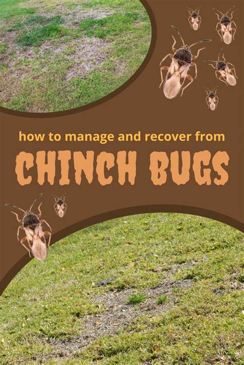 Chinch Bugs Can Cause Extensive Damage To Your Lawn If Left Untreated They Live In The Thatch