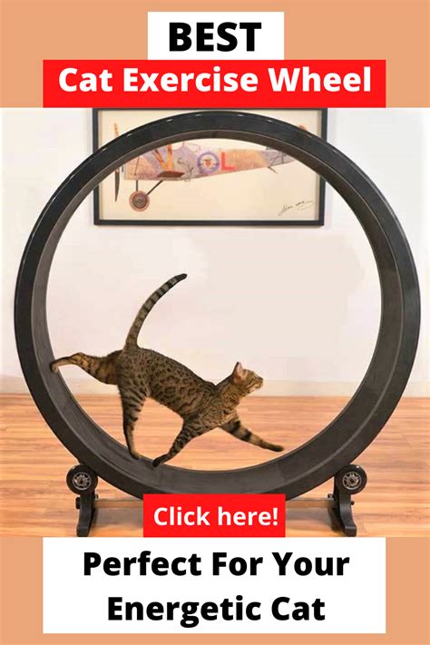 Cat Exercise Wheel, Pet Furniture, Cat Supplies, Cat Diy, Animal House ...