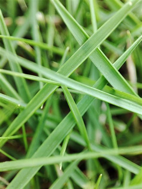 Amazing Strands Of Green Grass Stock Image Image Of Amazing Grass 262831247