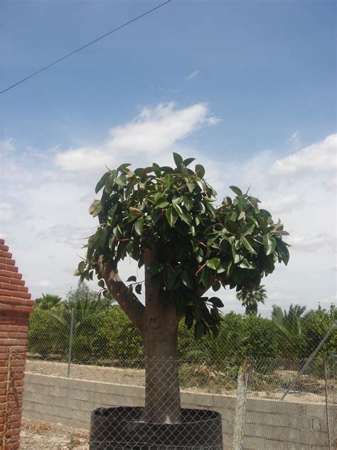 Arboles Ornamentales | Viveros Antón e Hijos