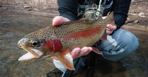 Winter Trout Fishing The South Fork Of The Holston River Virginia Dwr