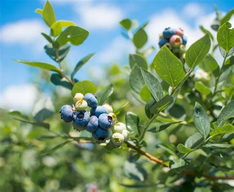 Blueberry Picking Michigan Best U Pick Blueberry Farms In Michigan