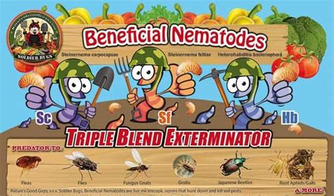 Are Beneficial Nematodes for Termites Control Effective?