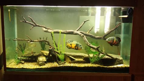 600l Oscar Tank With Custom Sump Filter System Aquariums