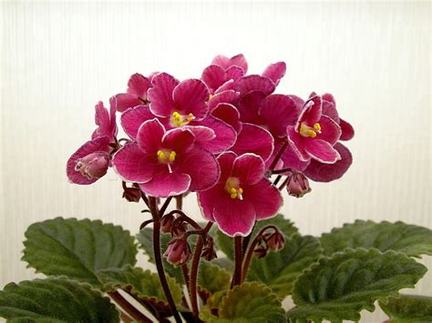 Фиалка Макс Фото – Telegraph