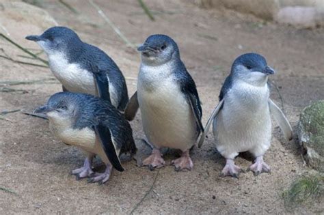 Dwarf Penguin Little Blue Penguin Penguins Pet Birds Little Blue