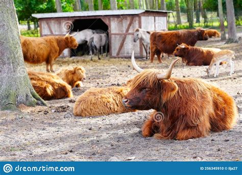 Bois De Vaca De Pelagem Longa Ou Cabeleira Bois Escoceses De Cor