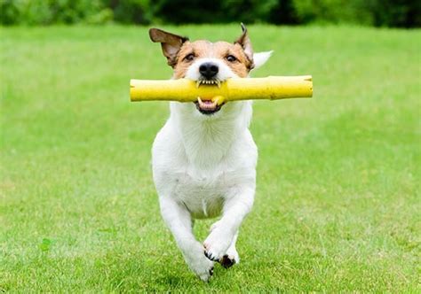 Dogs Playing Fetch