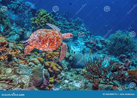 Caribbean Coral Reefgreen Sea Turtle Chelonia Mydas Stock Photo