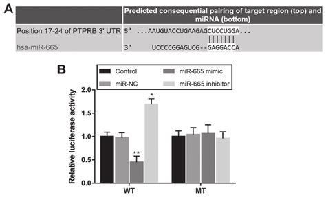 Ptprb Serves As A Direct Target Of Mir 665 In H1299 Cells A