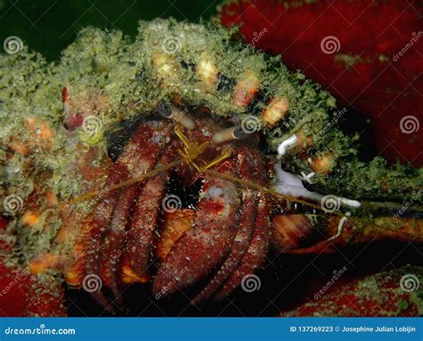 Closeup With Hermit Crab The Beauty Of Underwater World Diving Stock