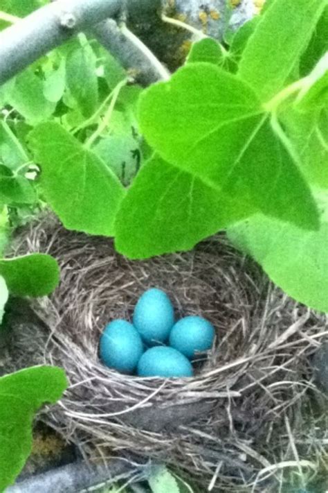 Robin eggs | Robins egg, Eggs, Robin