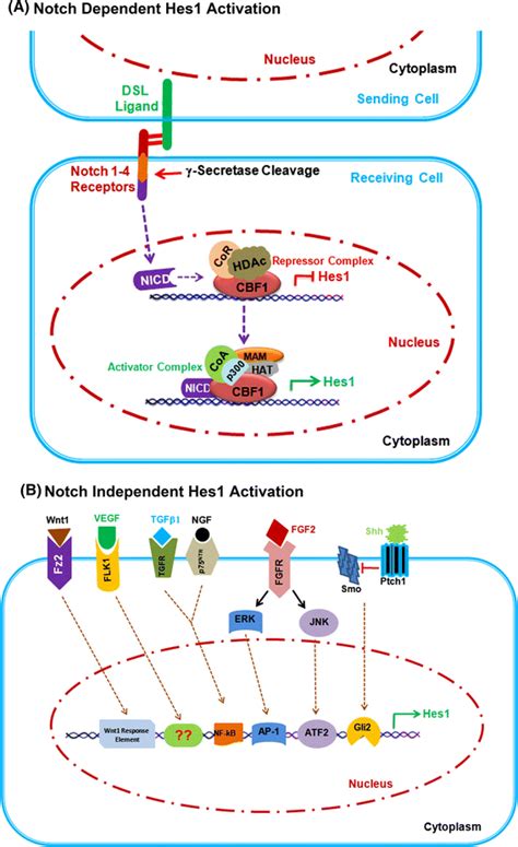 Differential Mode Of Hes Expression Through Canonical And