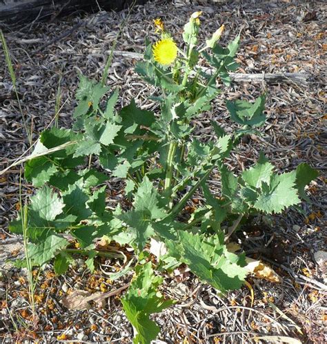 Sonchus oleraceus - Alchetron, The Free Social Encyclopedia