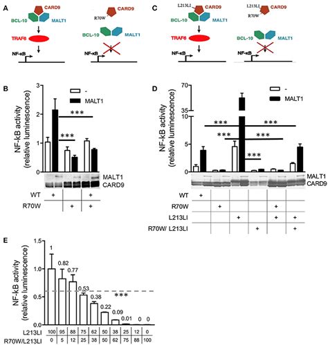 Frontiers A Card Founder Mutation Disrupts Nf B Signaling By