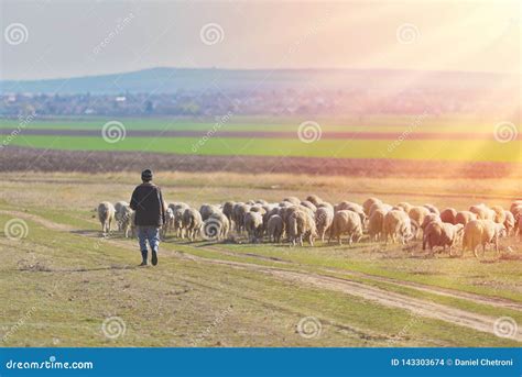 Shepherd and Herd of Sheep at the Sunset with Warm Light Stock Photo ...