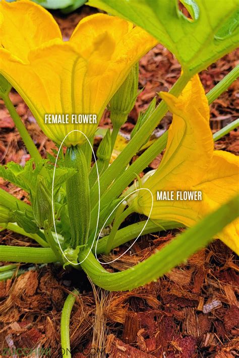 The Difference Between Male And Female Zucchini Flowers Zucchini Zone