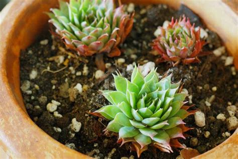 How to Make Your Own Potting Soil for Succulents