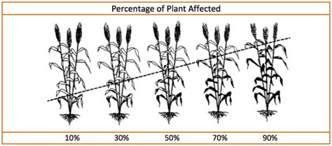 Wheat leaf diseases – The Andersons