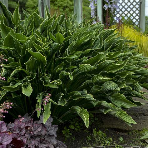 Hosta Plant Care In Pots How To Successfully Grow Hostas In Pots