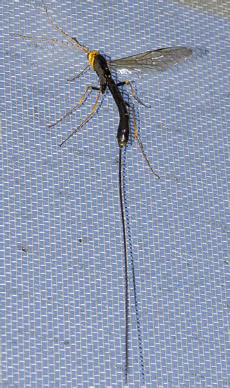 Giant Ichneumon Wasp Megarhyssa Atrata Bugguide Net