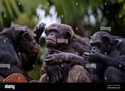 Chimpanzee, also known as chimp, showing their sociable behavior, is a