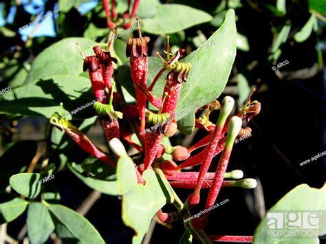 Mistletoe species, Stock Photo, Picture And Rights Managed Image. Pic ...