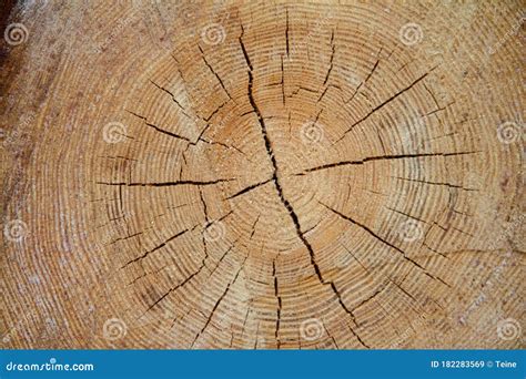 Tree Trunk Cross Section Stock Image Image Of Grain 182283569