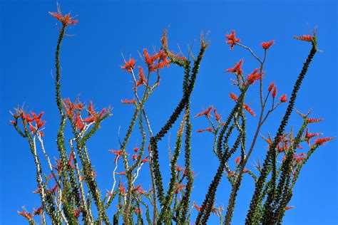 Blooming Ocotillo in Palm Desert, California - Encircle Photos