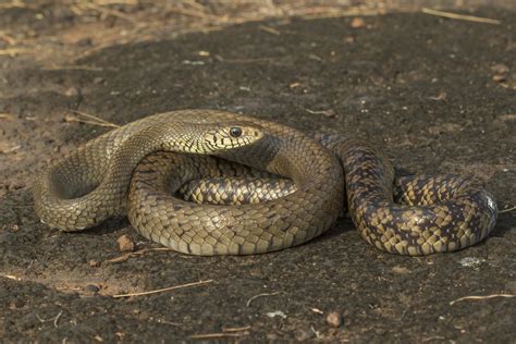 Ratsnake | Rahul Alvares