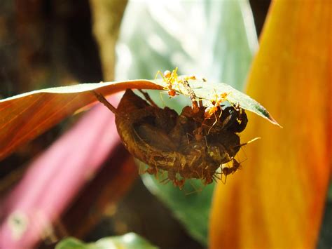 A group of weaver ants doing a team work for biting a cicadas insects
