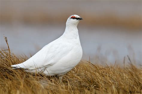 Rock Ptarmigan Page