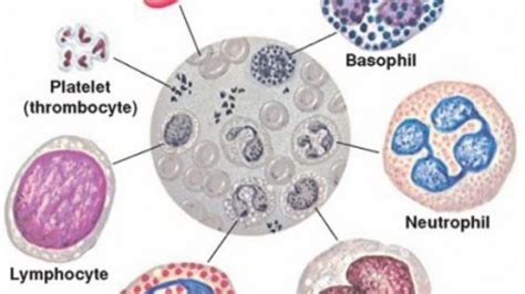 High Neutrophils