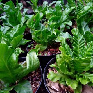 Jual Tanaman Hias Pot Indoor Kadaka Lasagna Mini Asplenium Siap