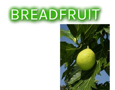 History Of The Breadfruit