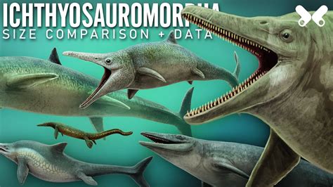 ICHTHYOSAURS and relatives . Size comparison and data - YouTube